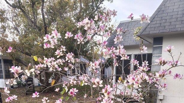 A tree with pink flowers in a yard with a building in the background. - Cozy 2-bedroom condo in lovely Land O' Lakes with AC (Land O' Lakes)