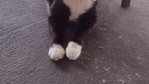 A black and white cat sitting on a concrete floor. - Cozy 2-bedroom condo in lovely Land O' Lakes with AC (Land O' Lakes)