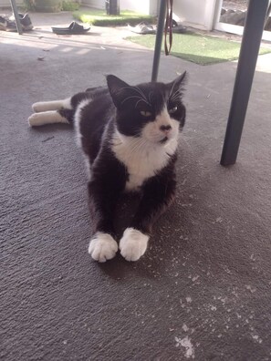 Huisdieren toegelaten