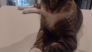 A cat lying on a white surface with a blurred background. - Cozy 2-bedroom condo in lovely Land O' Lakes with AC (Land O' Lakes)