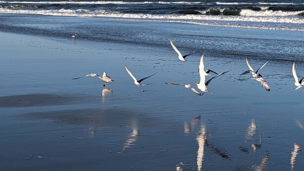 Una playa con olas y gaviotas.