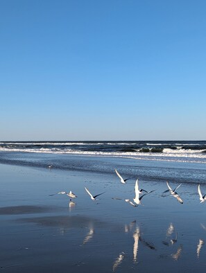Ein Strand mit Wellen und Möwen.