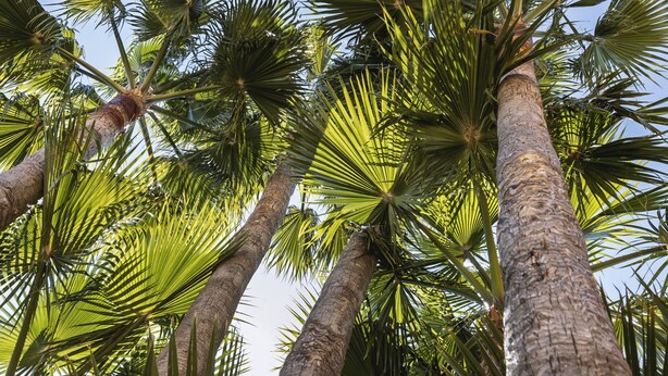 Tall palm trees with a clear sky. - La Palmera (Javea / Xàbia)