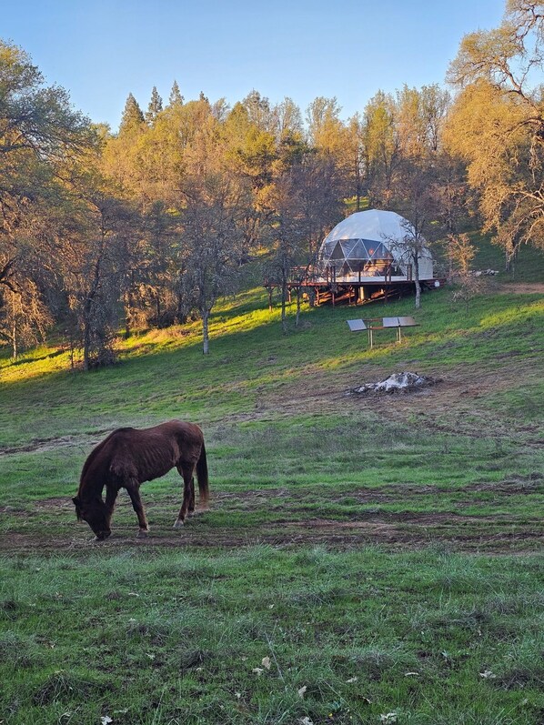 A horse grazing in a grassy field with a dome-shaped structure in the background.