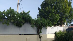 A grassy area with a tree, a white wall, and a utility pole. - Iglu Beautiful apartment, two comfortable bedrooms, outdoor camera. Garden. (Villeneuve-le-Roi)