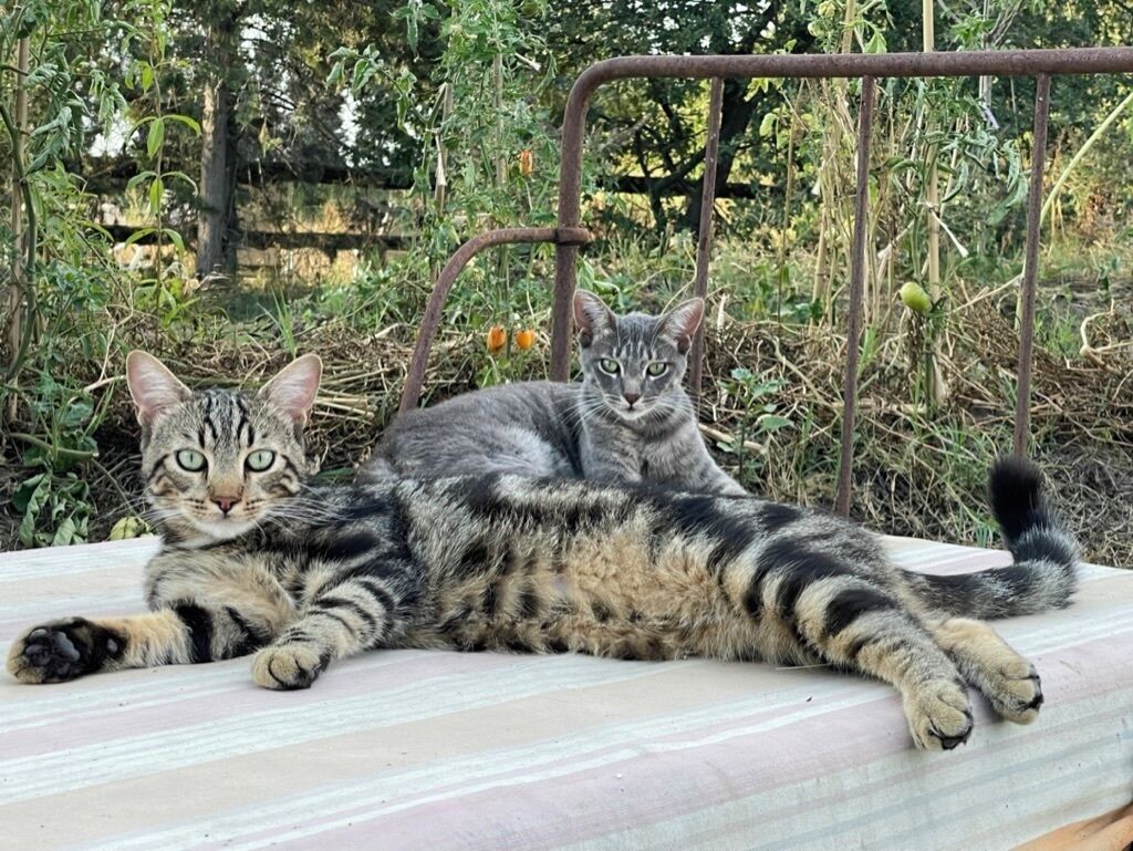 Two cats lying on a metal surface outdoors with vegetation in the background.