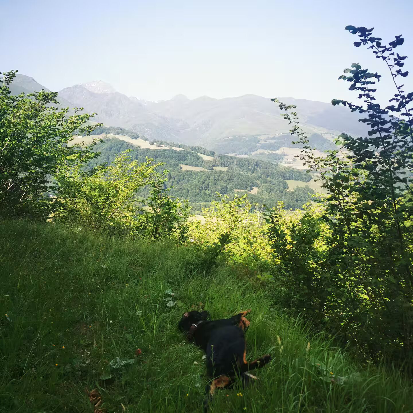 En hund på en gräsklädd äng med berg i bakgrunden.
