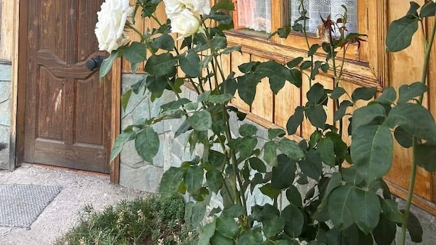 A wooden building with a door, a window with a curtain, and white roses in front. - Apartamento en la Patagonia Chilena (Puerto Aysen)