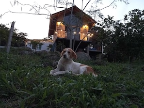 En hund som ligger på gräset framför ett trähus med en balkong.