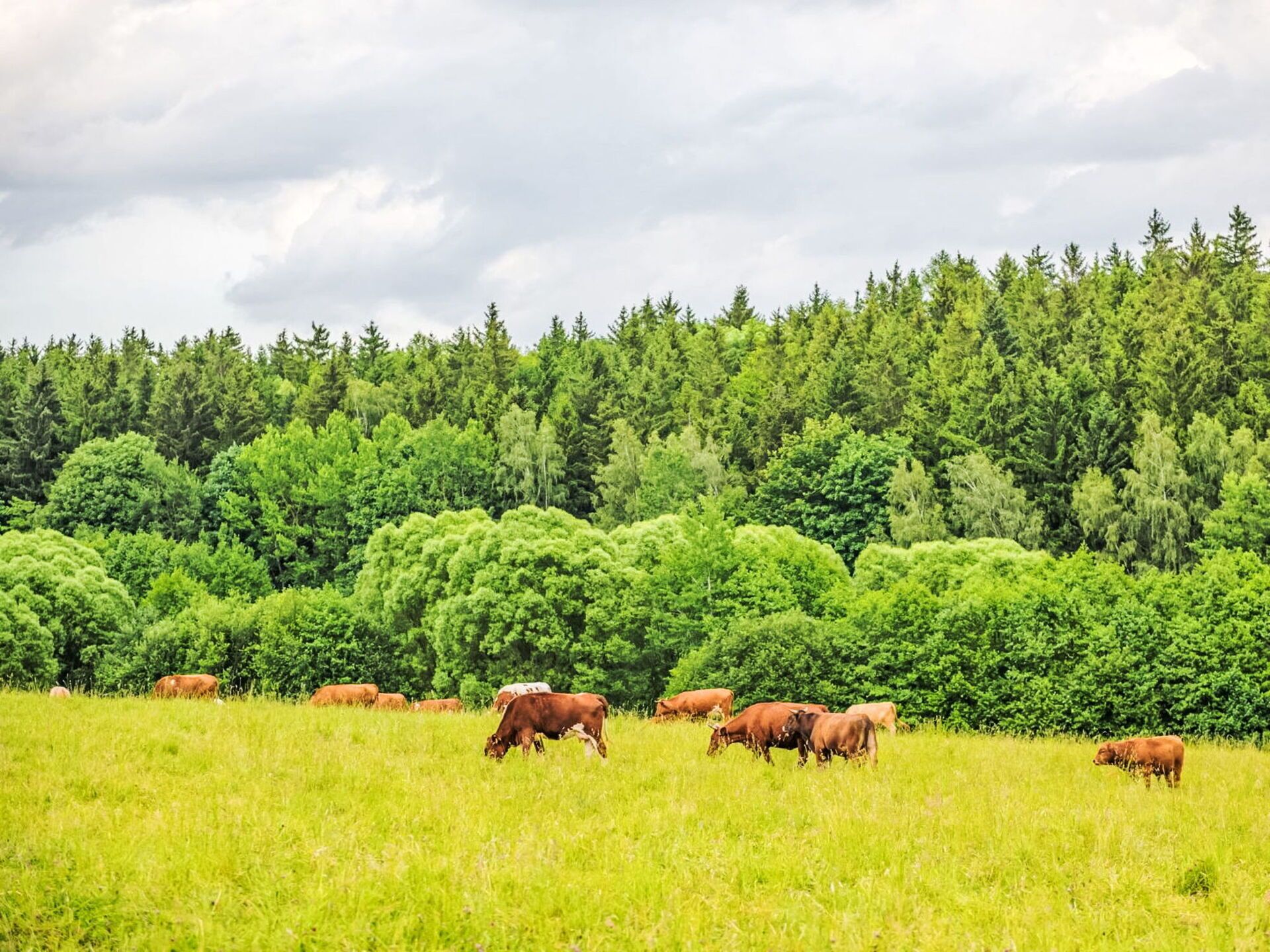 Wolke, Himmel, Pflanze, Ökoregion, Natürlichen Umgebung, Natürliche Landschaft, Baum, Landwirtschaft, Gras, Landschaft