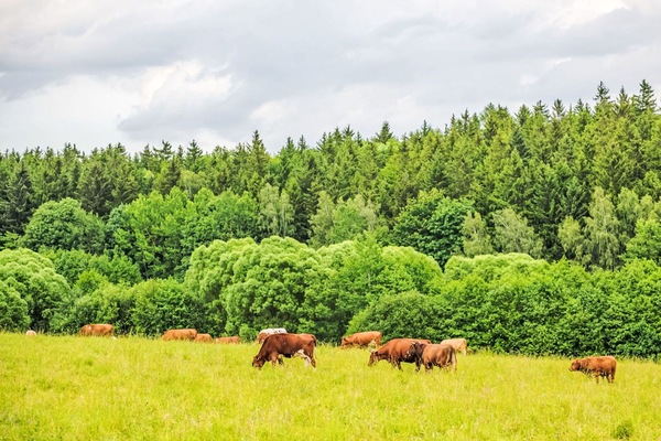 Wolke, Himmel, Pflanze, Ökoregion, Natürlichen Umgebung, Natürliche Landschaft, Baum, Landwirtschaft, Gras, Landschaft