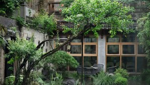 A traditional courtyard with a tree, stone lantern, and a building with large windows.