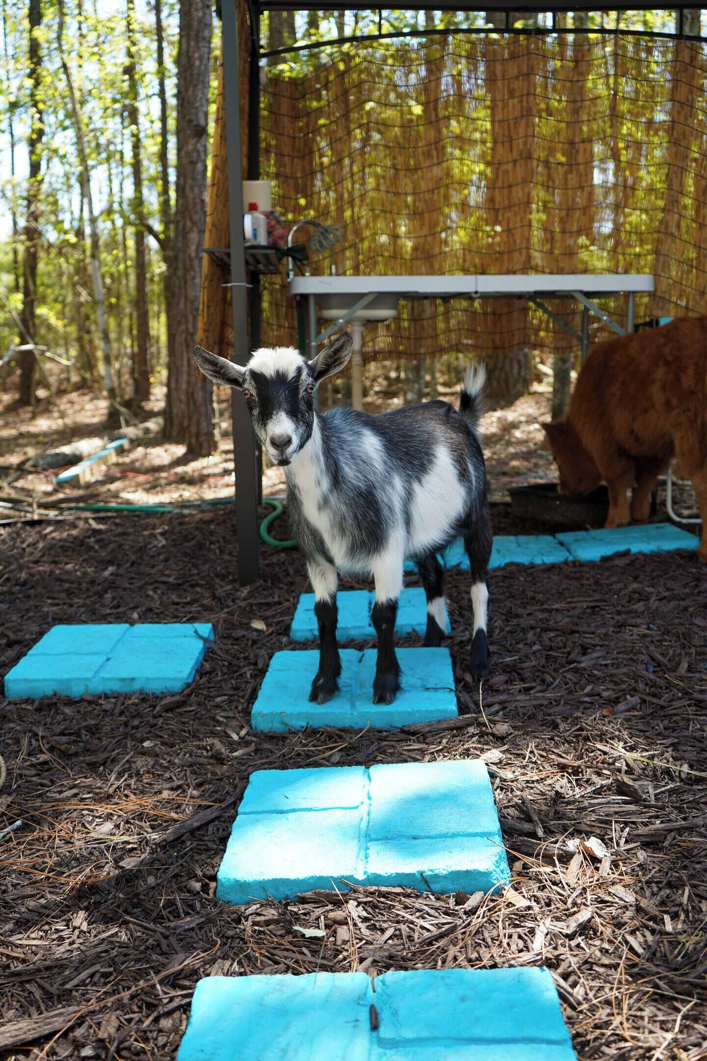 Terrein van de accommodatie