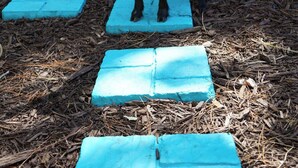 A goat standing on blue stepping stones in a wooded area. - Pasture Bedtime Yurt (Middleburg)