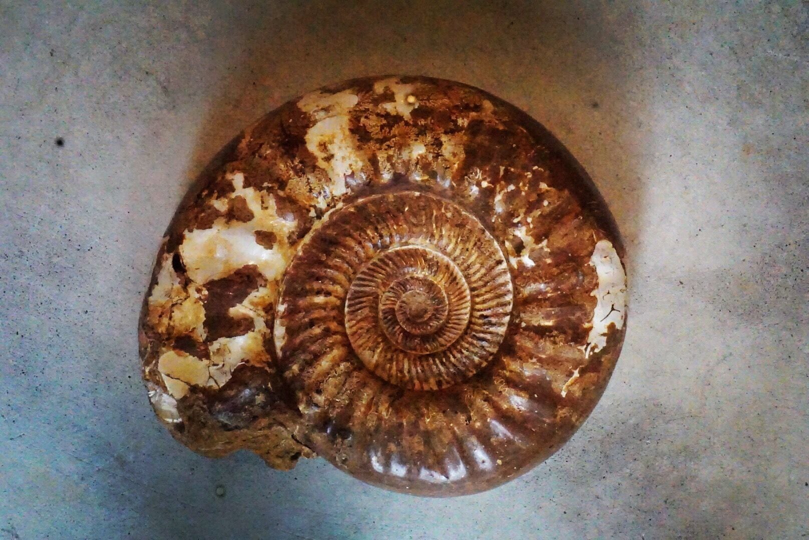 A fossil shell with concentric ridges.