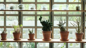 Uma janela com várias prateleiras contendo vasos de terracota e cúpulas de vidro com plantas.