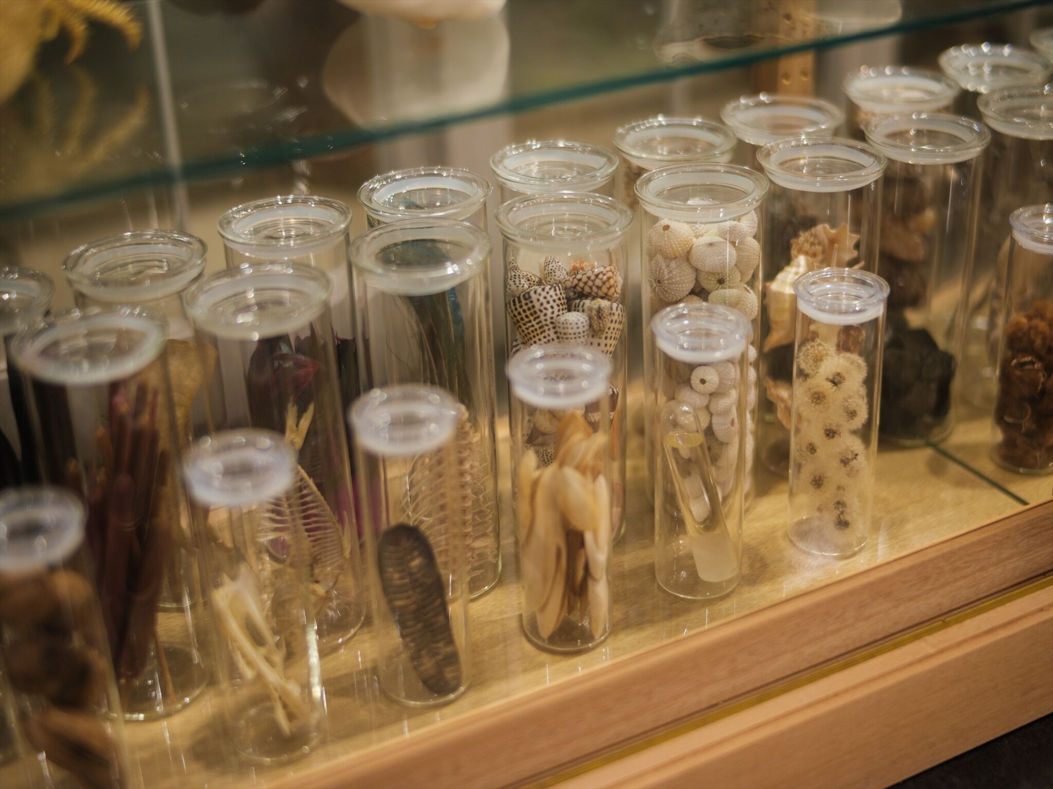 A display of glass jars containing various preserved specimens.