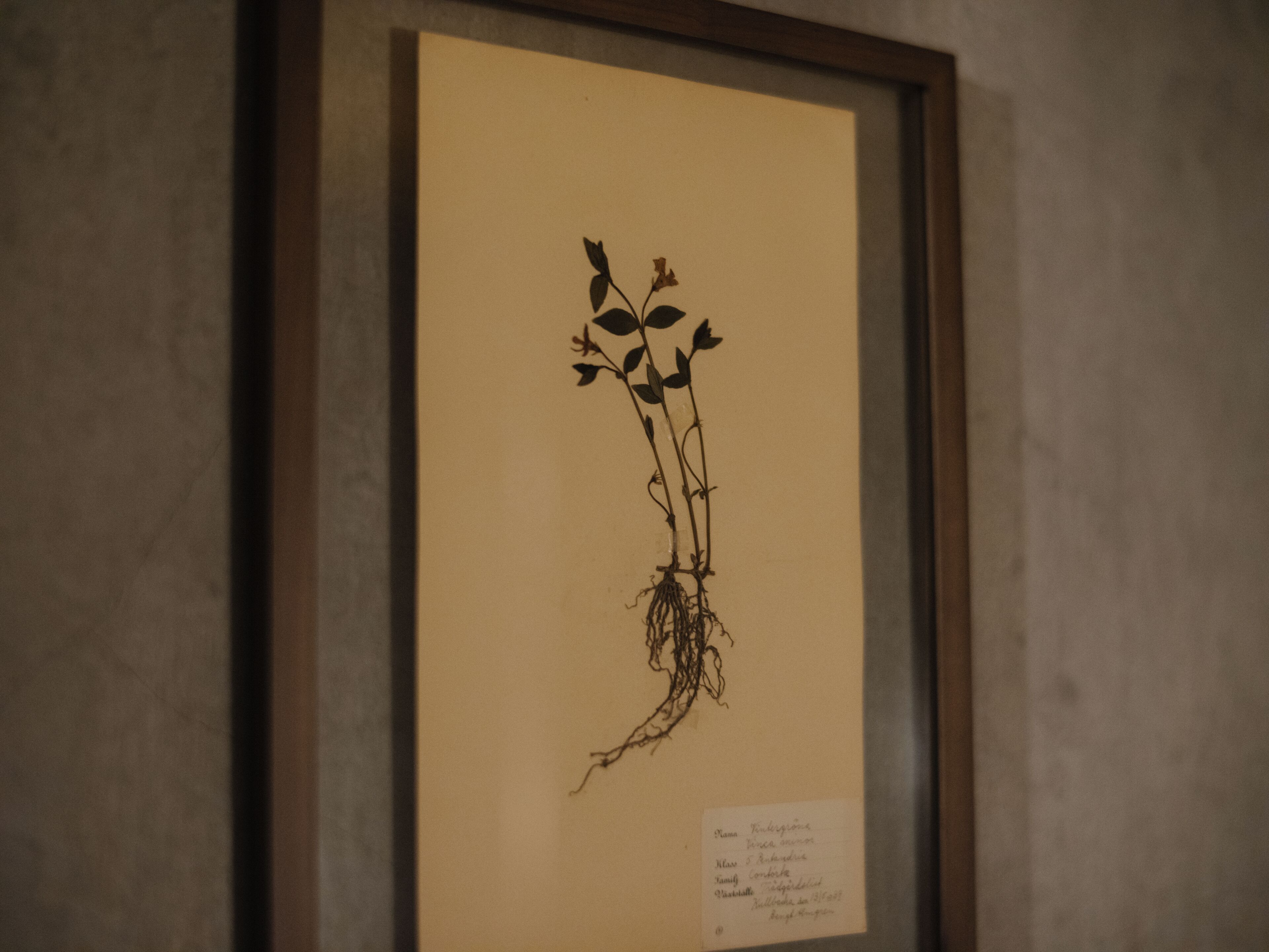 A framed botanical illustration with a label.