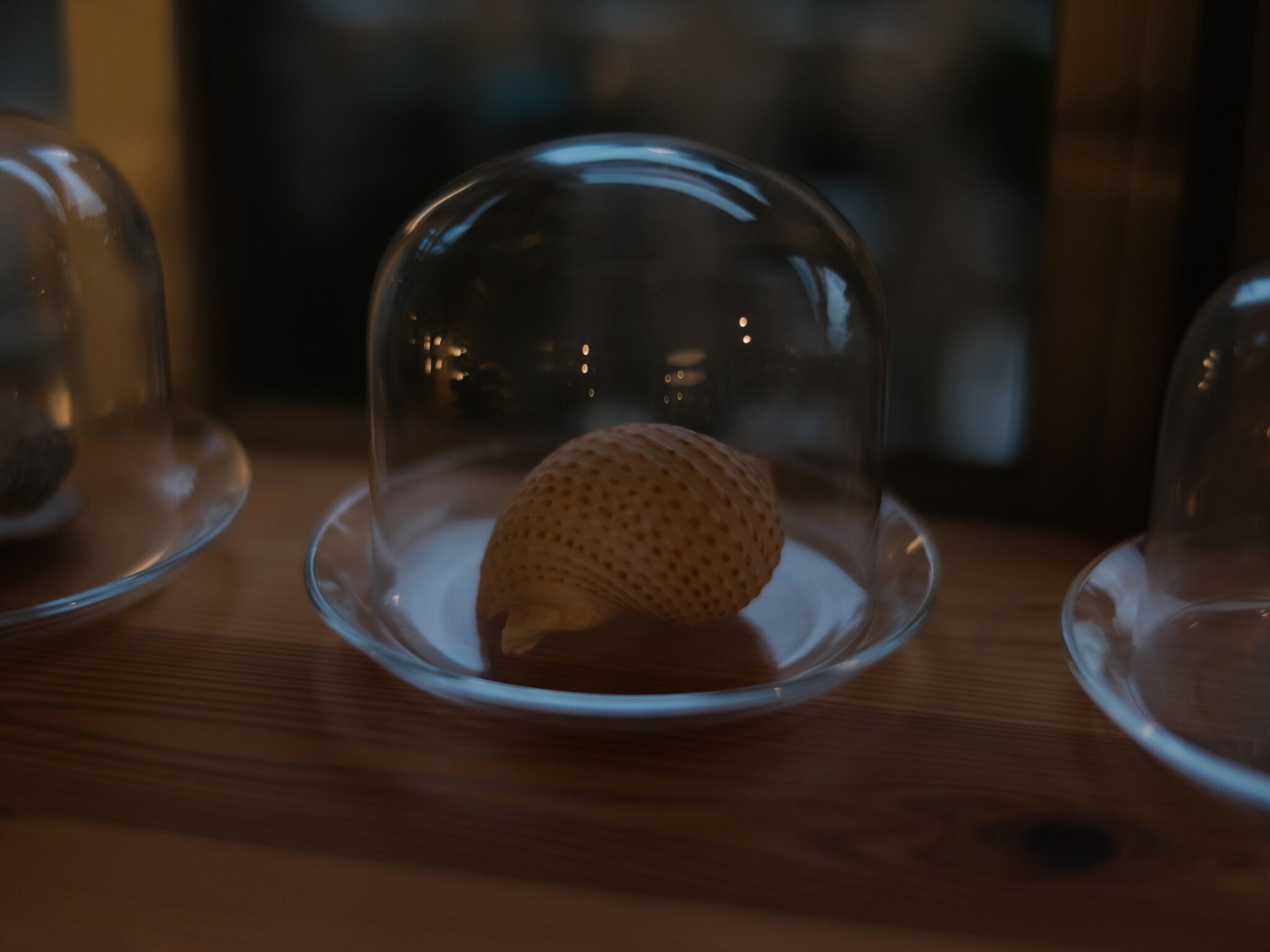 A glass dome with a textured object inside, placed on a wooden surface.