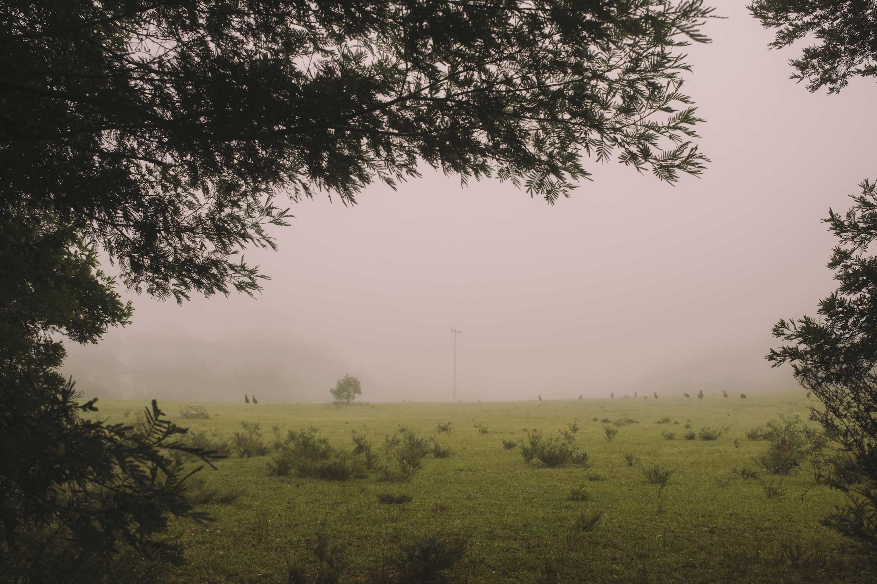 A foggy landscape with a field, trees, and a distant power line.