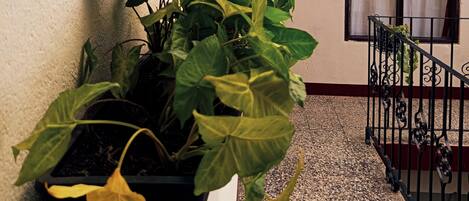 Arreglo de plantas en macetas en un balcón con ventana y barandilla de metal.