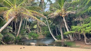 Un paysage naturel avec un premier plan sablonneux, un petit ruisseau et des palmiers.