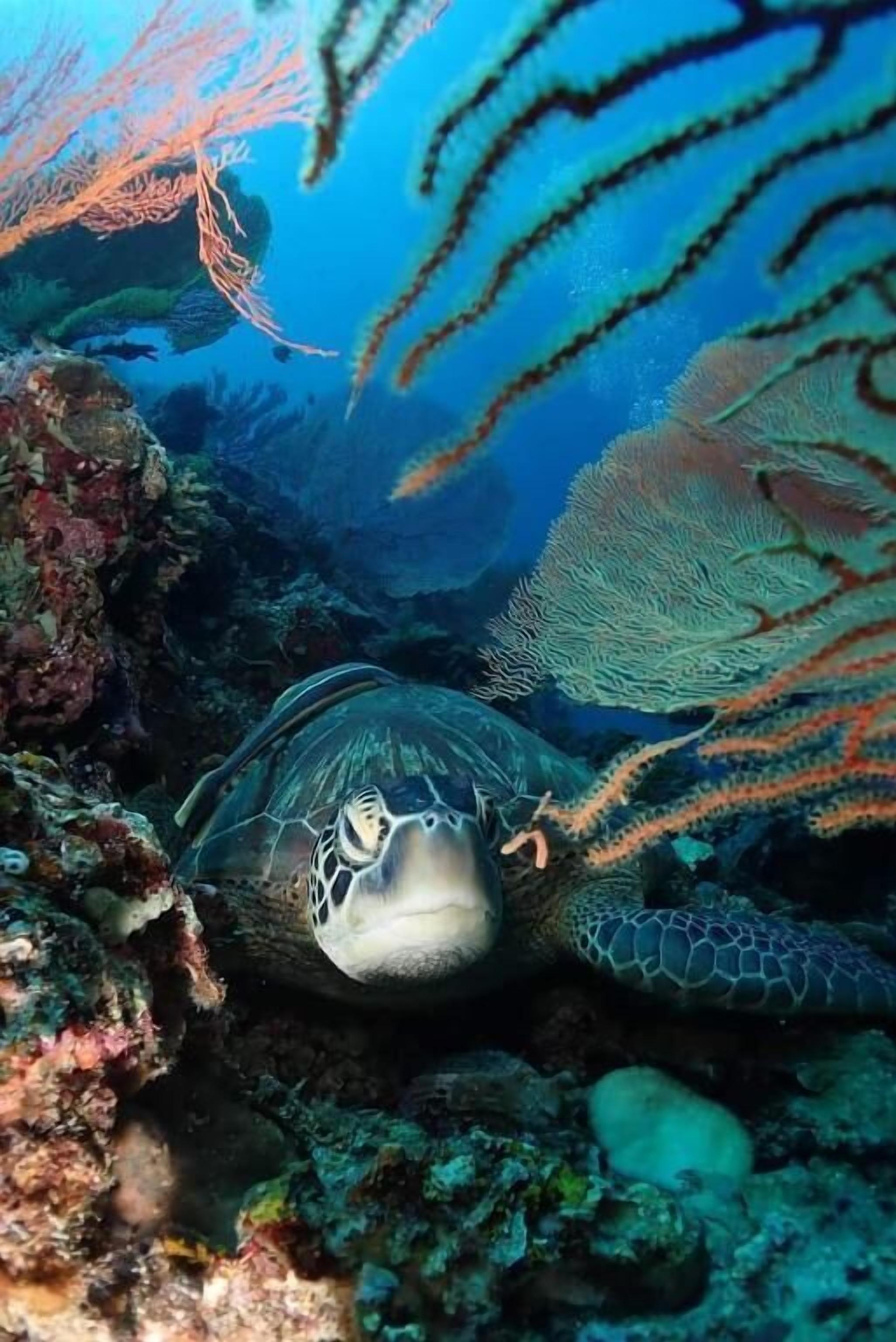 Divers