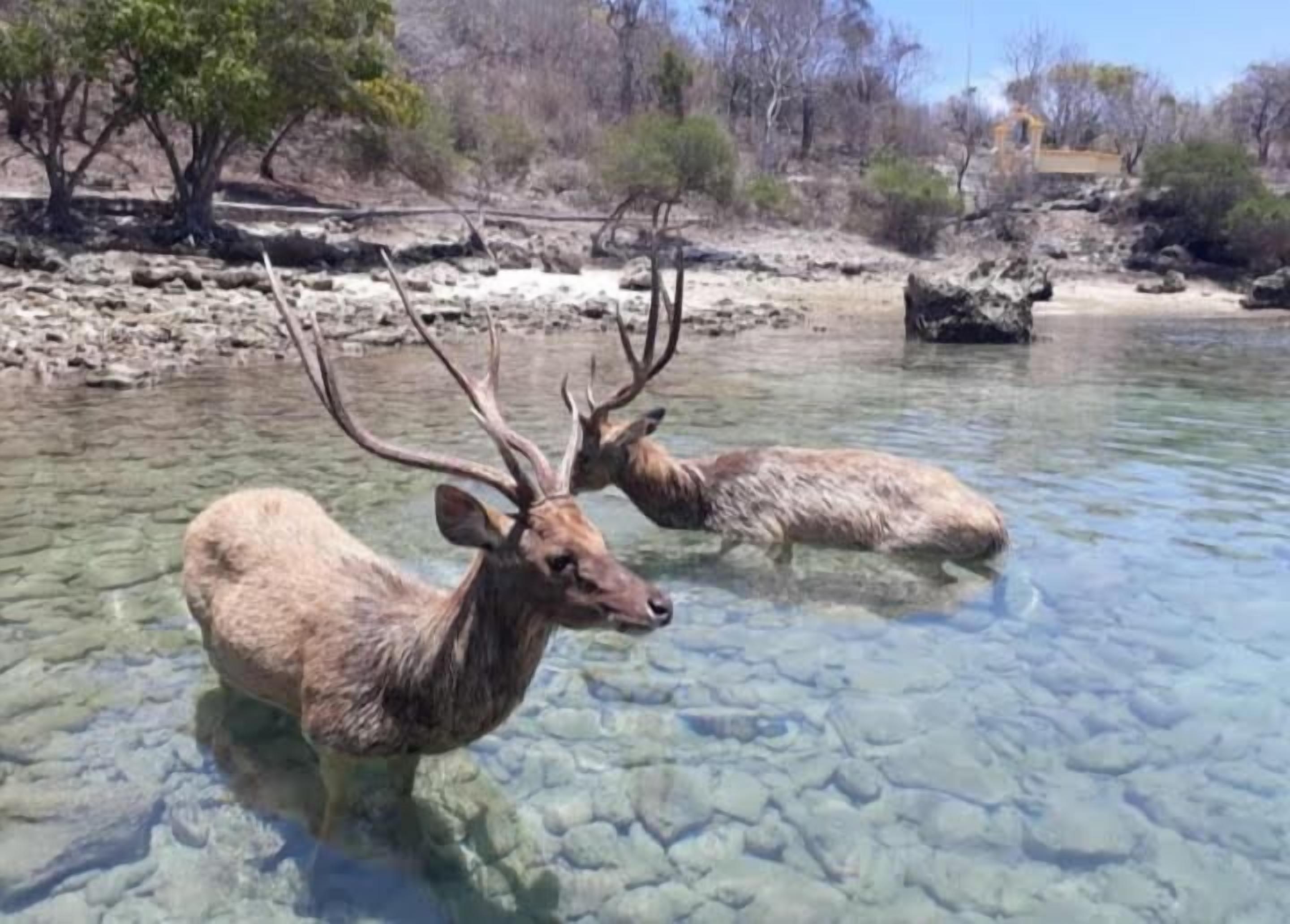 Two elk in a clear river with rocky banks and sparse vegetation.