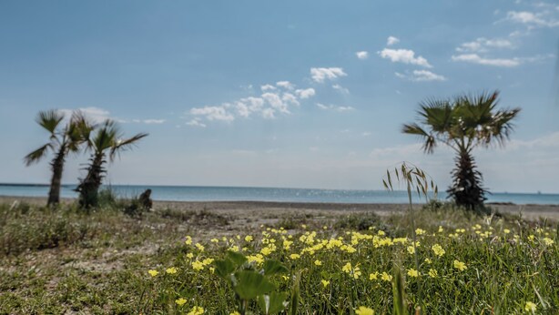 A beach with yellow flowers, palm trees, and a clear sky. - Beach Escape Apartment (Pyla)