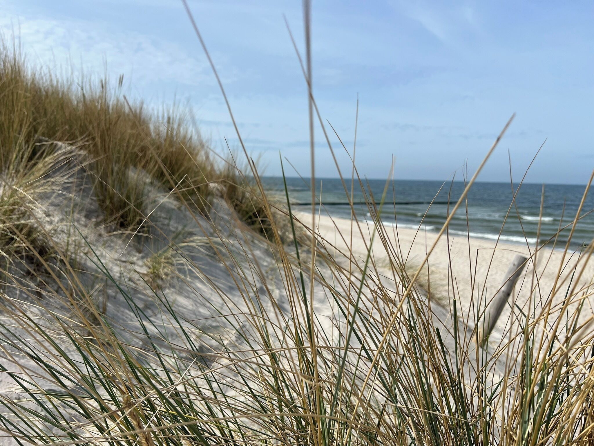 Ein Strand mit Dünen und Gras.