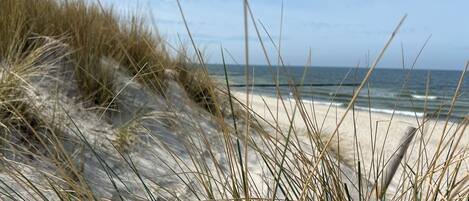 Ein Strand mit Dünen und Gras.