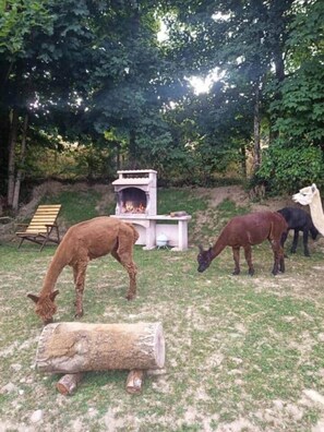 Property grounds - "Forest" Dome _ Alpacas and Starry Nights (Belsentes)