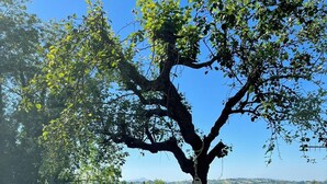 Un árbol con una hamaca colgada entre sus ramas, un área cubierta de césped y una valla de fondo.