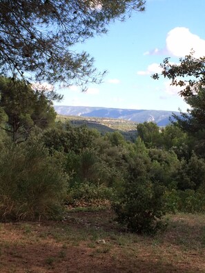 Un paisaje natural con vegetación densa y montañas a lo lejos.