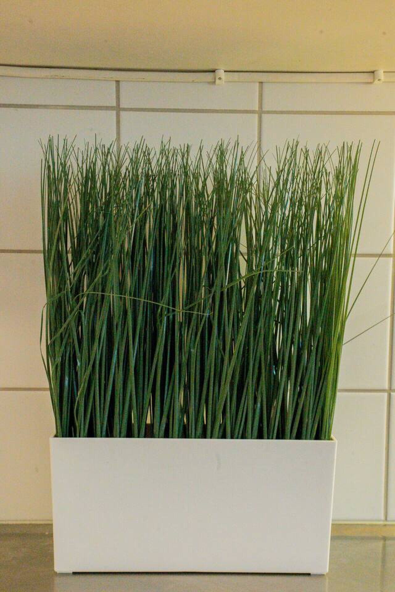 Ein weißer, rechteckiger Pflanzkasten, gefüllt mit hohem, grünem Gras.