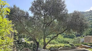 A swimming pool surrounded by trees and greenery. - Beautiful house on the edge of the charming village of Pigna (Pigna)