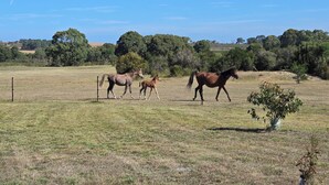 Un champ avec trois chevaux et un petit arbre.