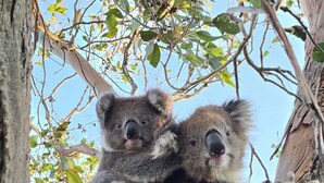 Deux koalas se reposent sur une branche d’arbre.