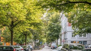 Eine von Bäumen gesäumte Straße mit parkenden Autos und Gebäuden.