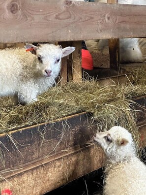 Ulkopuoli