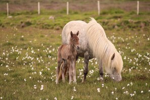 A horse and foal in a grassy field with a fence in the background. - Selid Farm Stay (Borgarbyggð)