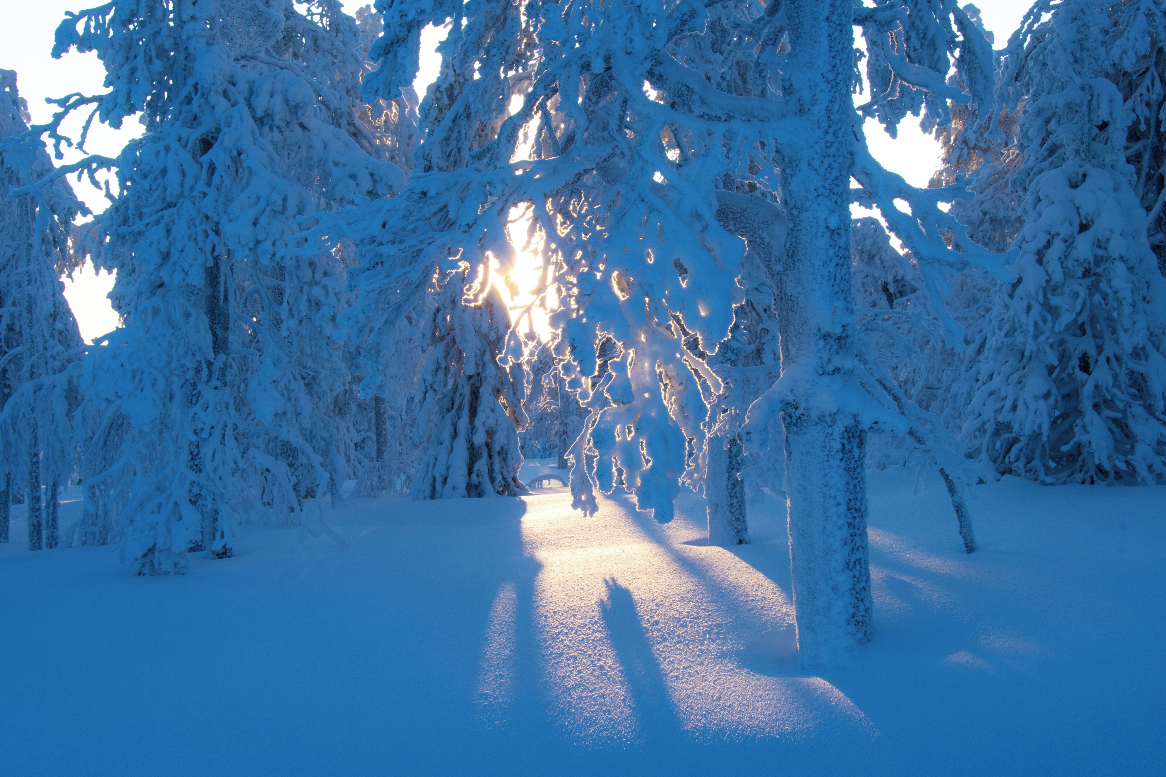 Un sendero cubierto de nieve bordeado por árboles, que conduce hacia una fuente de luz brillante.