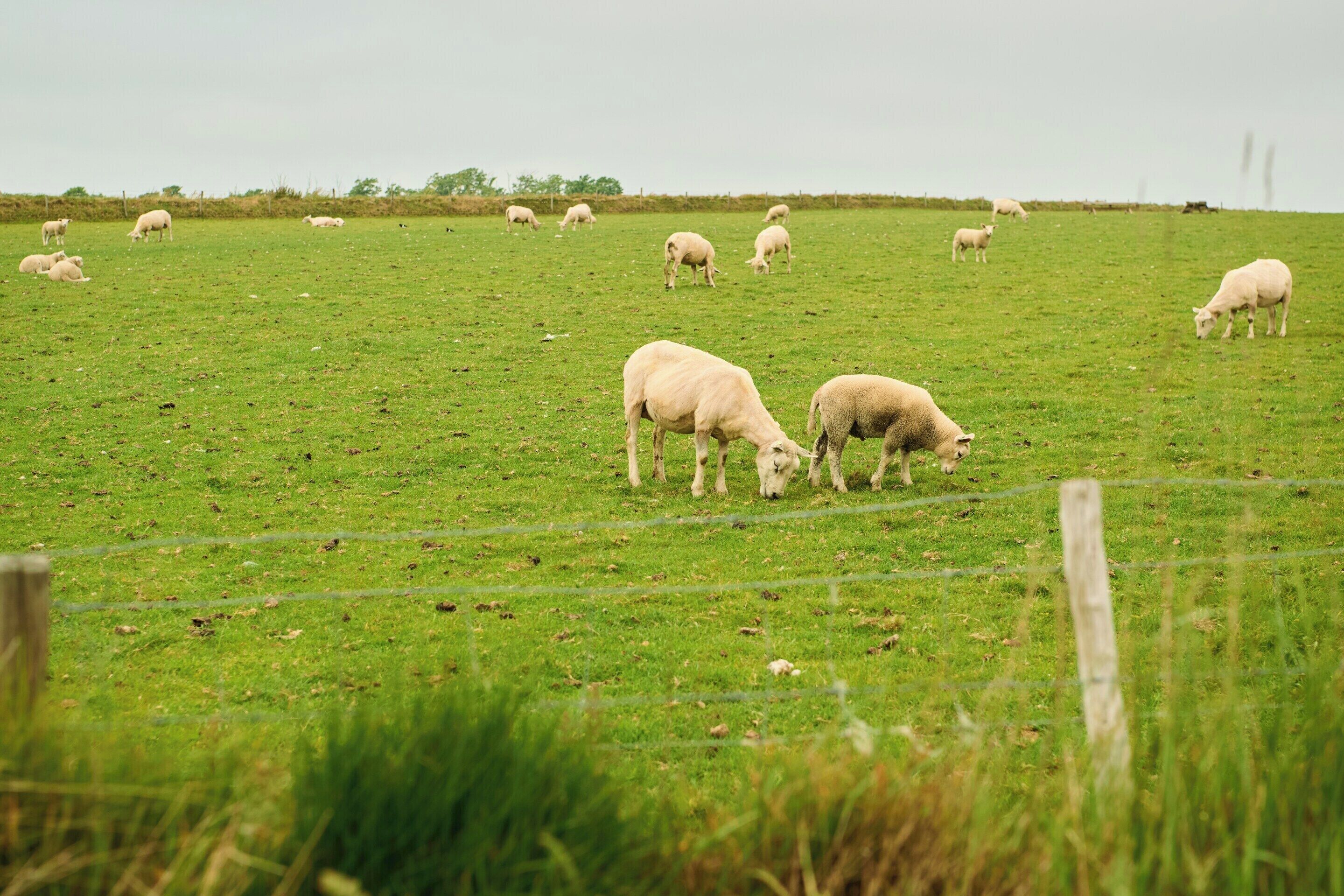 A grassy field with a fence and sheep grazing.
