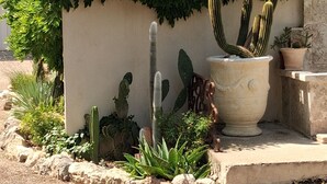 Un jardin avec différentes espèces de cactus et une grande plante en pot, entouré d’un mur de pierre et avec un bâtiment visible au loin.
