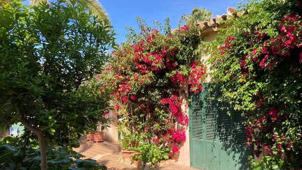 Um jardim com plantas em vasos e um portão verde.