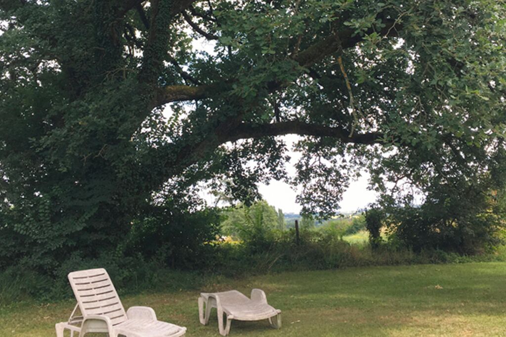 Two lounge chairs under a large tree in a grassy area.