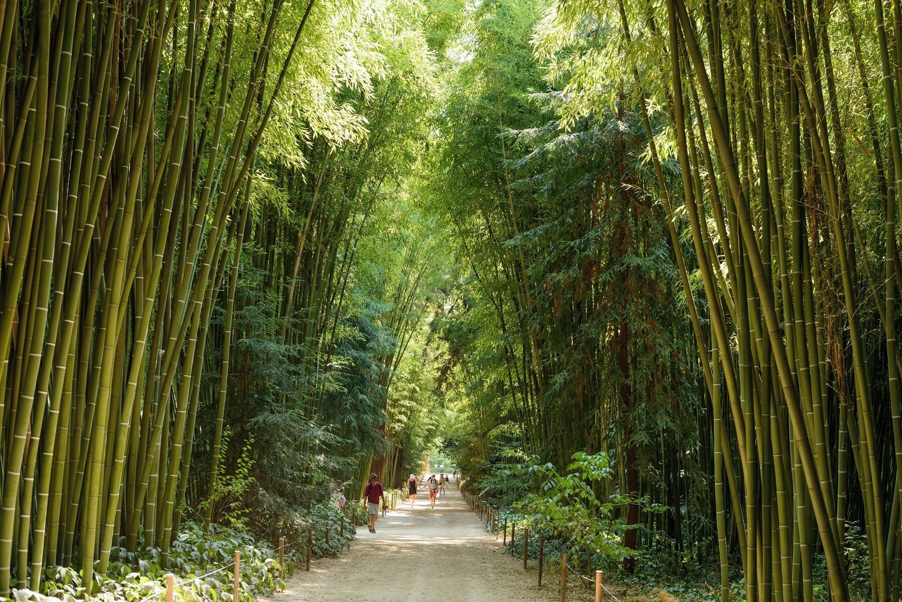 A pathway flanked by tall bamboo trees, leading into a dense forest.