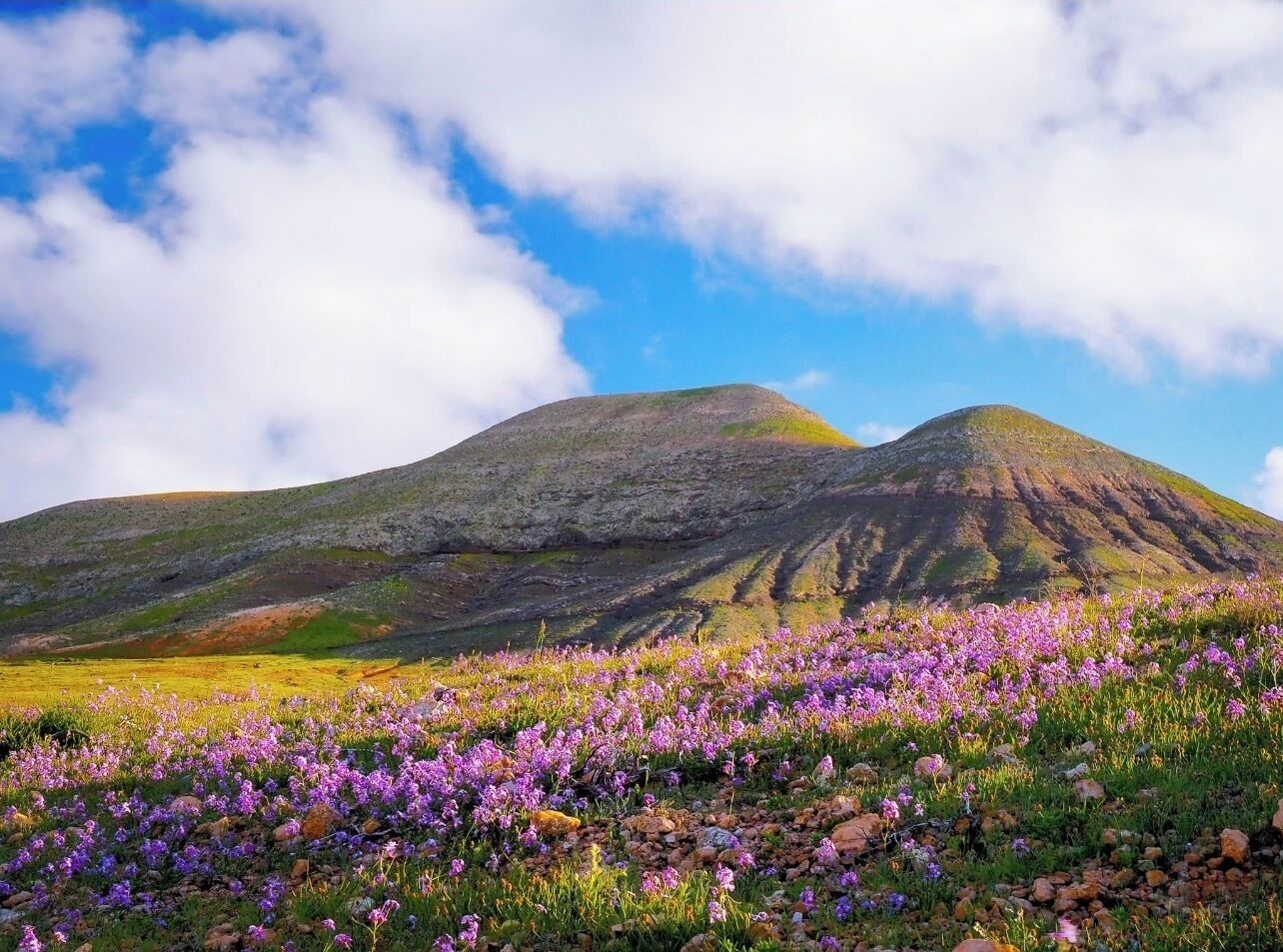 Eine gebirgige Landschaft mit violetten Blumen im Vordergrund und blauem Himmel.