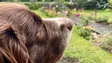 Animaux de compagnie acceptés