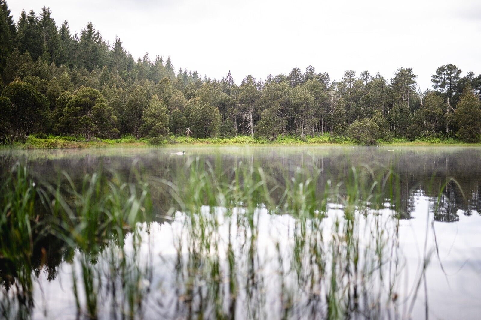 Un lago tranquilo con un denso bosque al fondo.